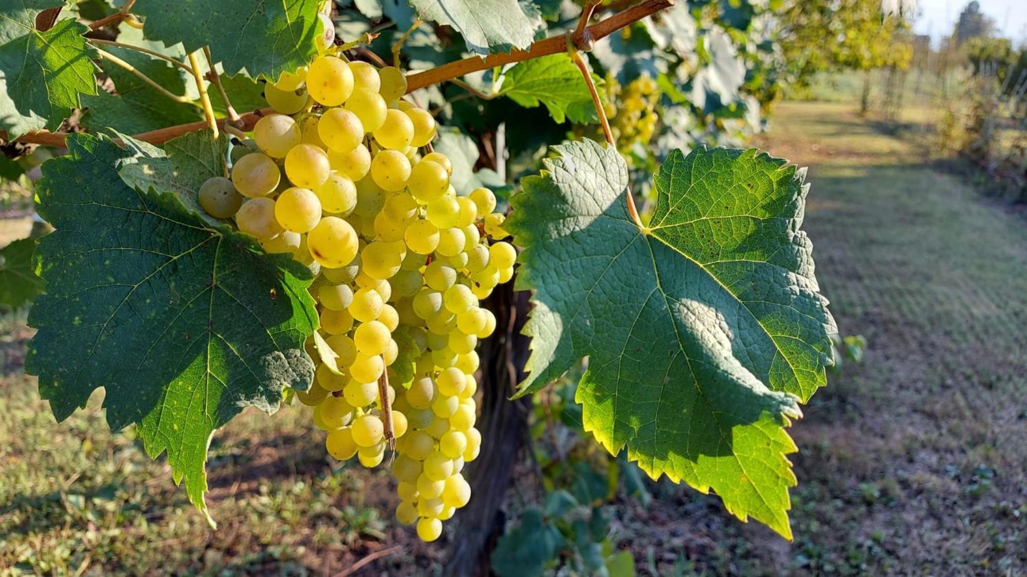 Gocce Balsamiche Daire Ravarino Dış mekan fotoğraf